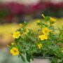 Calibrachoa – Cabaret Deep Yellow – 4.5″ Pot